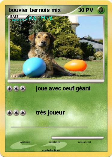 Pokemon bouvier bernois mix