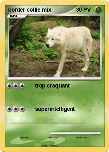 Pokemon border collie mix