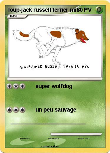 Pokemon loup-jack russell terrier mix