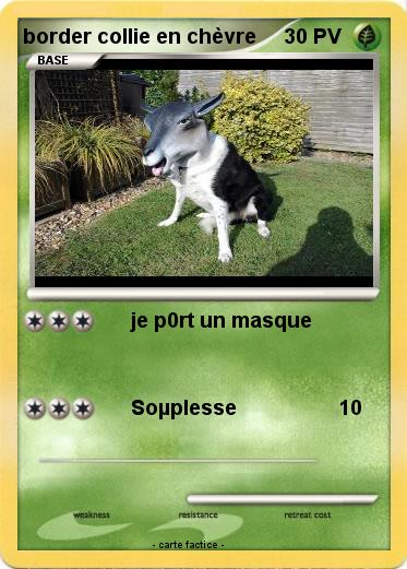 Pokemon border collie en chèvre