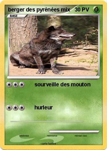 Pokemon berger des pyrénées mix
