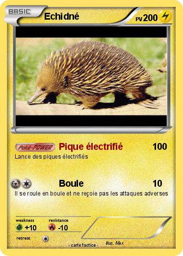 Pokemon Echidné
