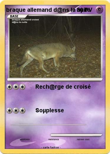 Pokemon braque allemand d@ns la nµite