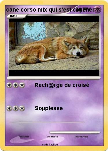 Pokemon cane corso mix qui s'est coµcher