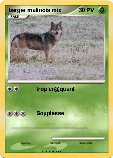 Pokemon berger malinois mix