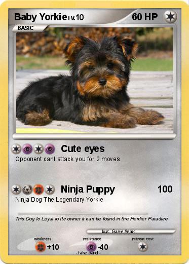 Pokemon Baby Yorkie