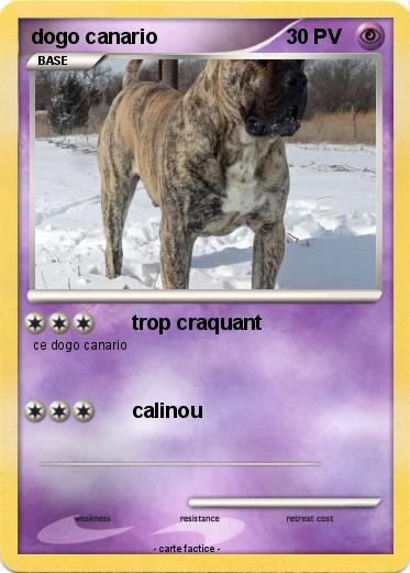 Pokemon dogo canario