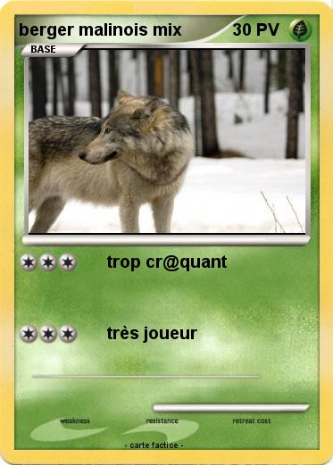 Pokemon berger malinois mix