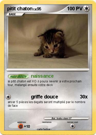 Pokemon pitit chaton