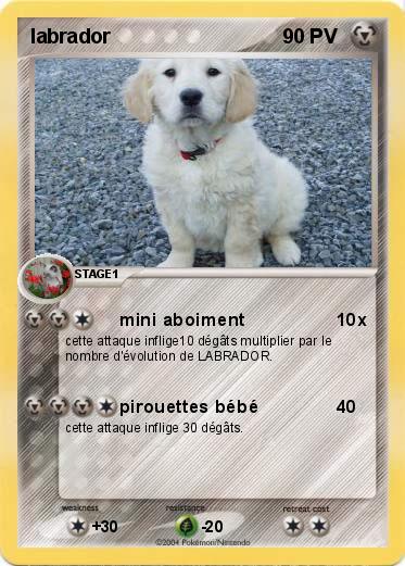 Pokemon labrador
