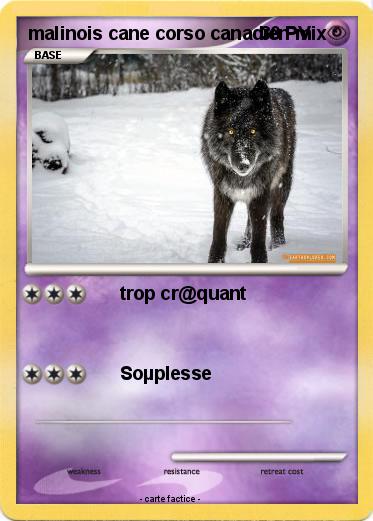 Pokemon malinois cane corso canadien mix