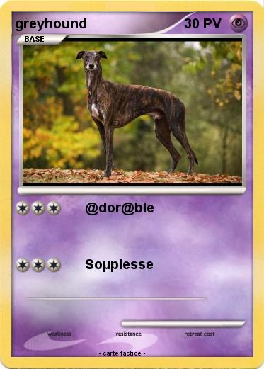 Pokemon greyhound