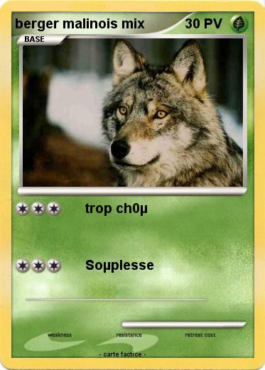 Pokemon berger malinois mix