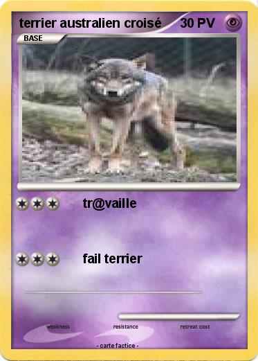 Pokemon terrier australien croisé