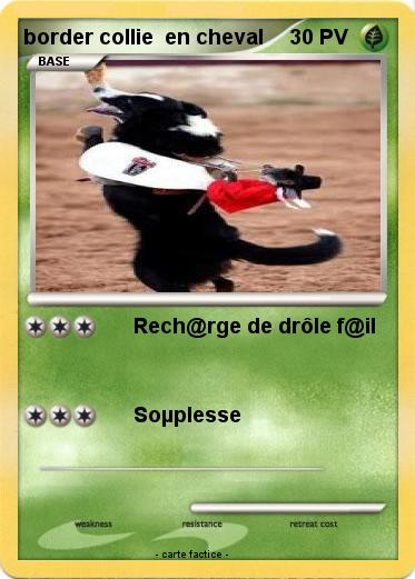 Pokemon border collie  en cheval