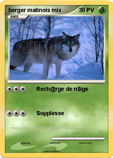 Pokemon berger malinois mix