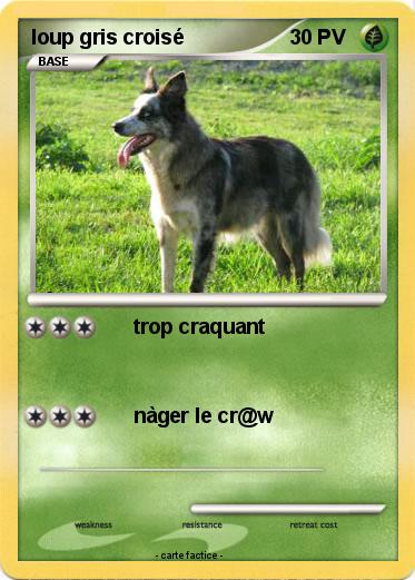 Pokemon loup gris croisé
