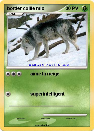 Pokemon border collie mix