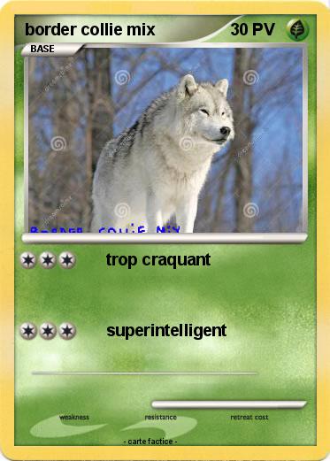 Pokemon border collie mix