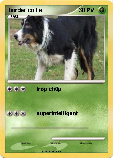 Pokemon border collie