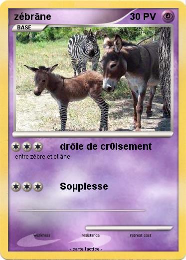 Pokemon zébrâne