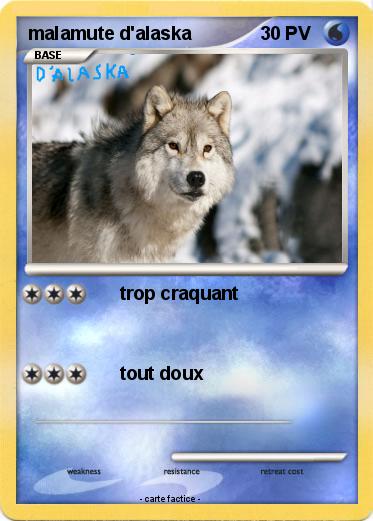 Pokemon malamute d'alaska