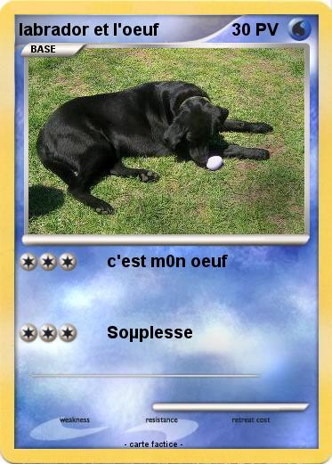 Pokemon labrador et l'oeuf