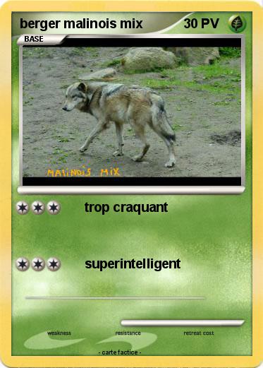 Pokemon berger malinois mix