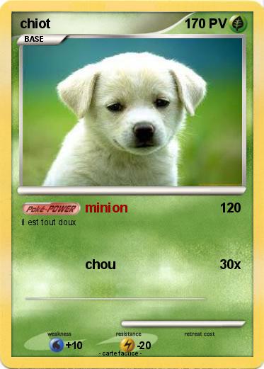 Pokemon chiot