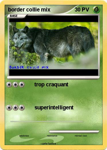 Pokemon border collie mix