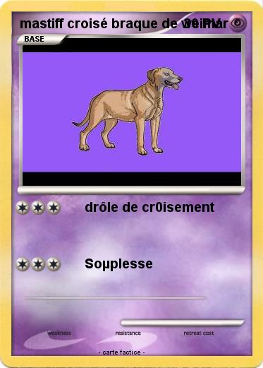 Pokemon mastiff croisé braque de weimar