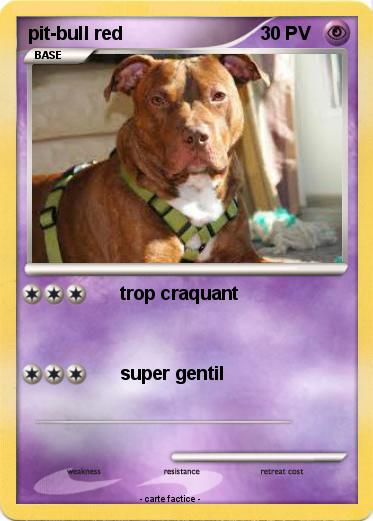 Pokemon pit-bull red
