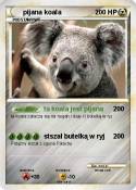 pijana koala